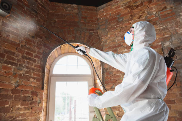 Best Basement Mold Removal in USA